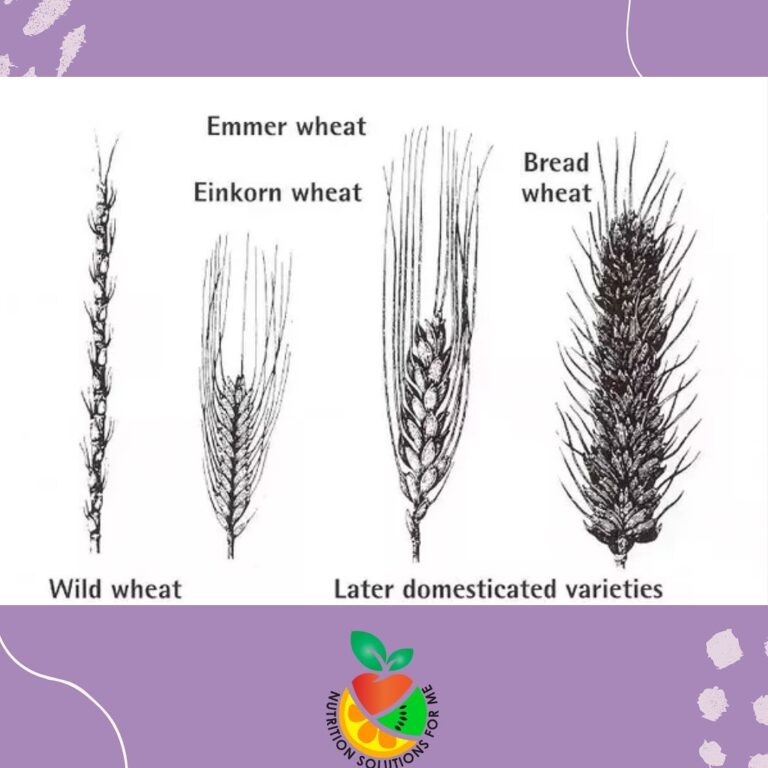 Tailored Meal Plans: Your Personalized Path to Wellness